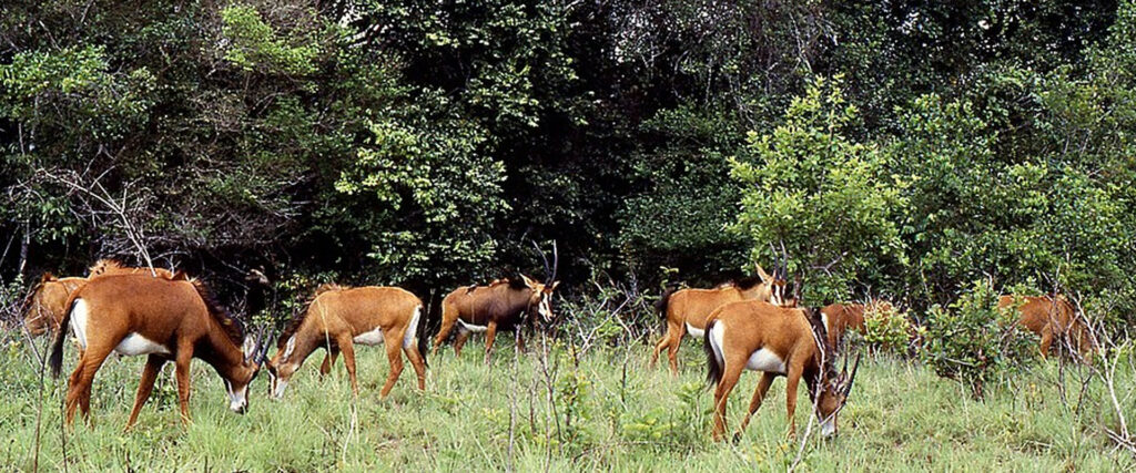 1 Day Shimba Hills National Reserve Tour from Diani Beach & Mombasa | Travel Tamaro Adventures