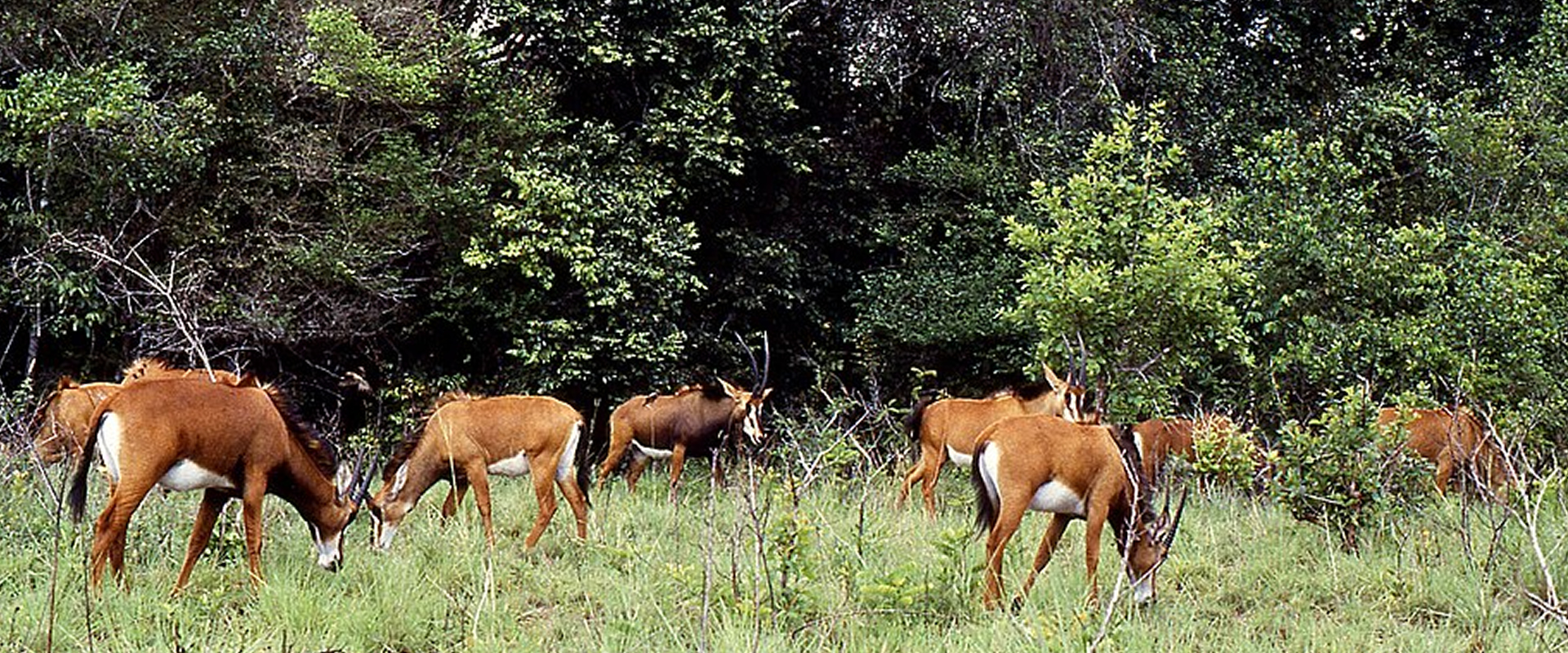 Shimba Hills National Reserve