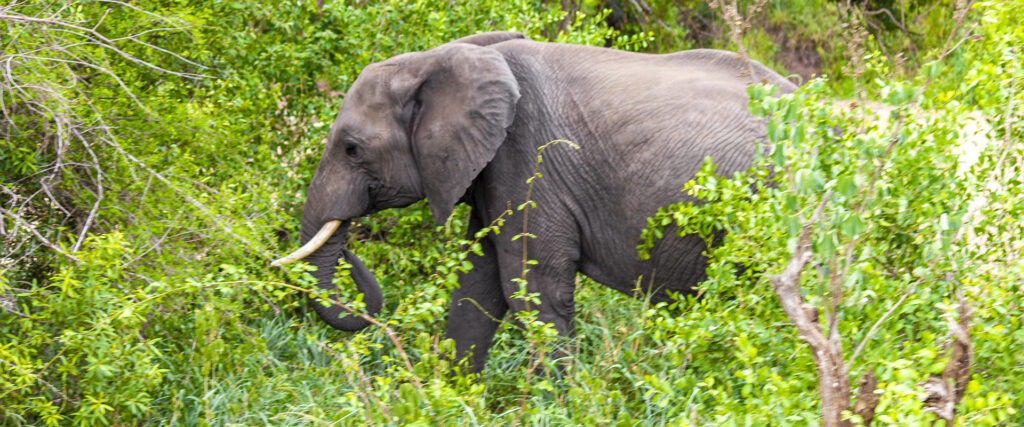 14 Days Best of Tanzania Safari Package | Serengeti, Ngorongoro & Zanzibar | Travel Tamaro Adventures