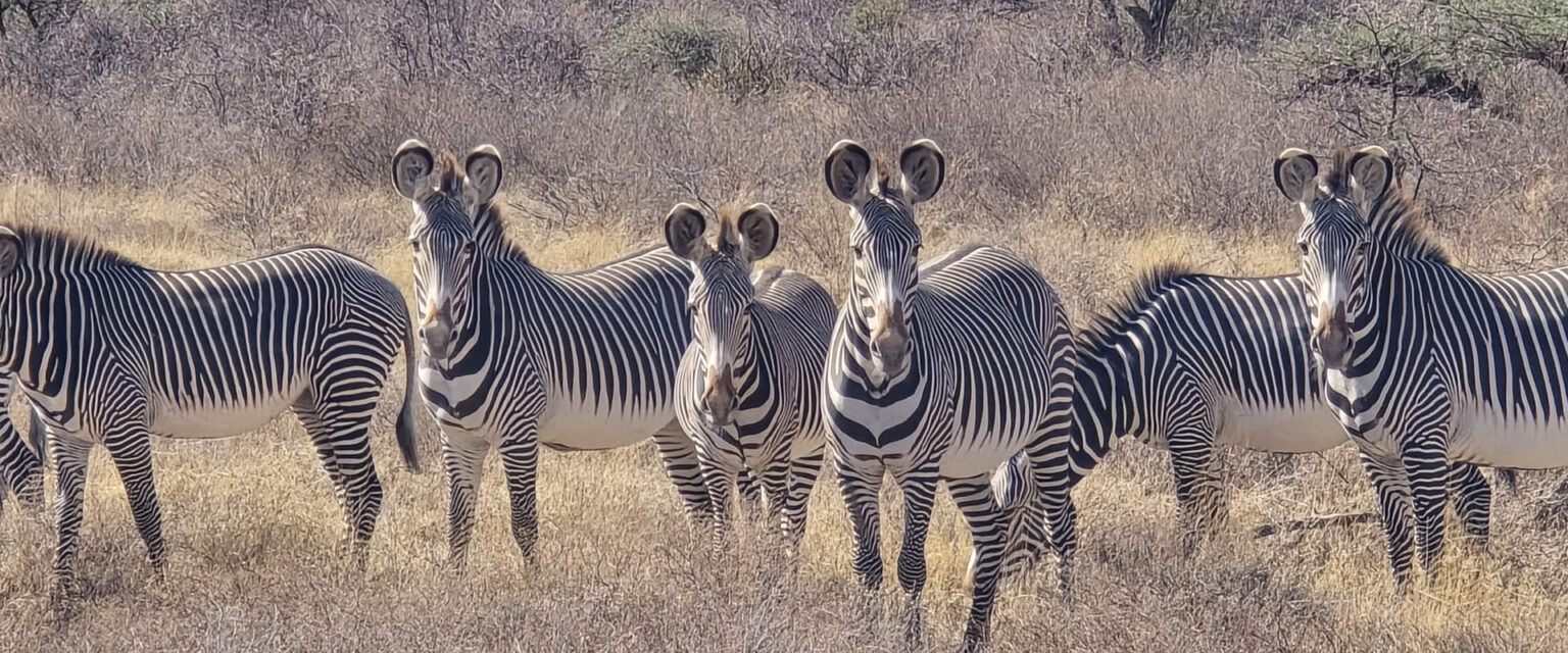16 Days Kenya Wildlife Safari & Diani Beach Holiday | Ultimate Kenya Safari Package | Travel Tamaro Adventures