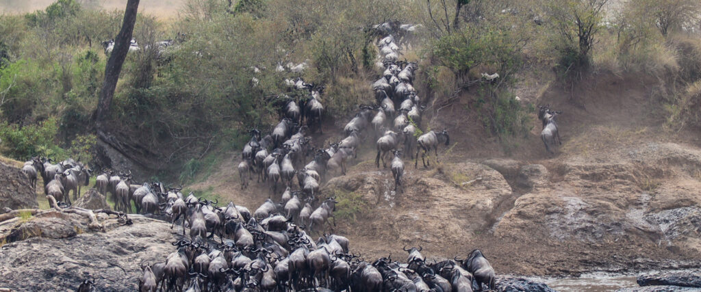 3 Days Maasai Mara Fly-in Safari from Nairobi | Luxury Kenya Safari | Travel Tamaro Adventures