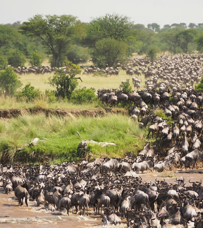 Wildlife safari in Maasai Mara