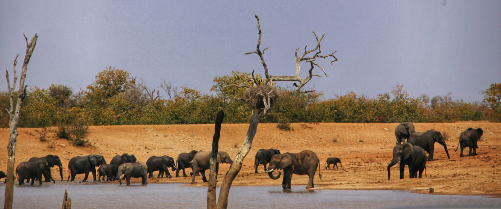 3 Days Tsavo East & Tsavo West Safari from Diani | Kenya Wildlife Safari