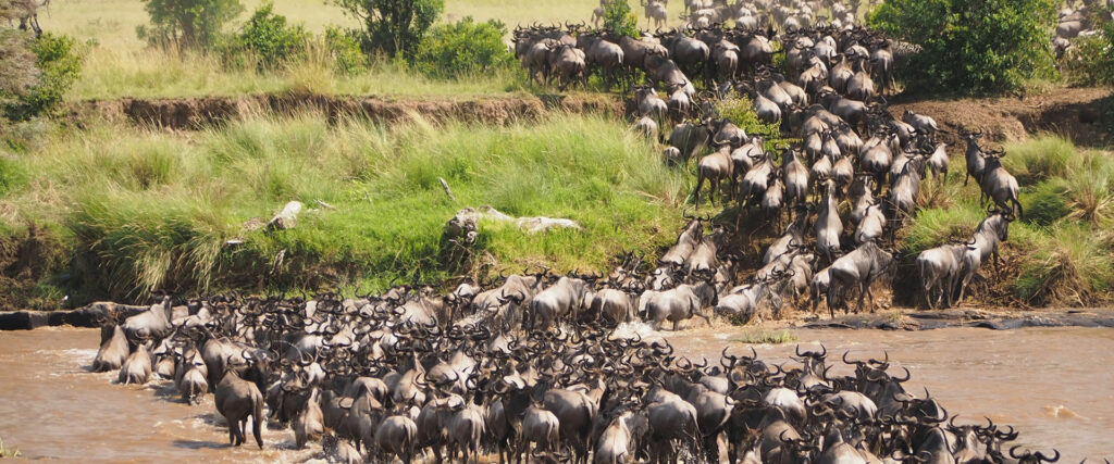 4 Days Lake Nakuru & Maasai Mara Safari from Nairobi | Big Five Kenya Safari | Travel Tamaro Adventures