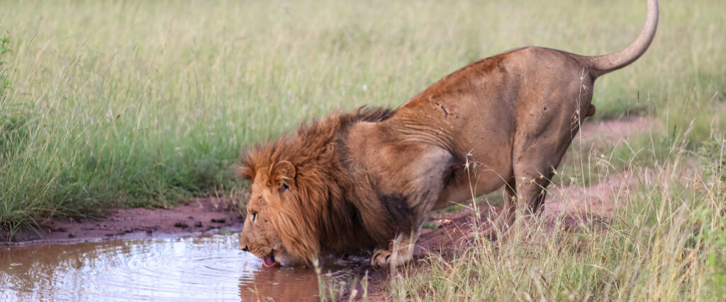 2 Days Tsavo East National Park Safari