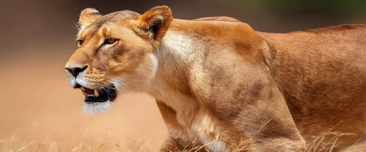 5 Days Amboseli, Tsavo West & Tsavo East Safari from Nairobi to Mombasa | Kenya Wildlife Safari | Travel Tamaro Adventures