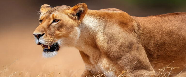 5 Days Amboseli, Tsavo West & Tsavo East