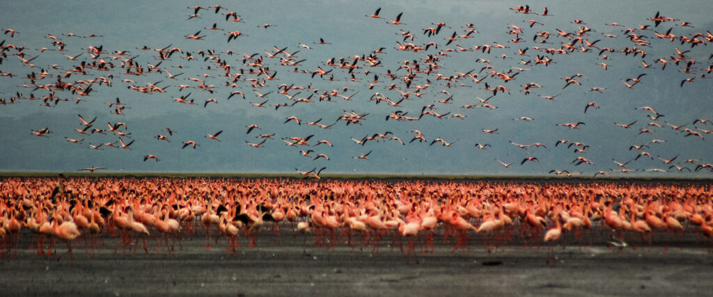 6 Days Tanzania Northern Circuit Safari | Lake Manyara, Serengeti & Ngorongoro Crater | Travel Tamaro Adventu