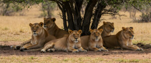 Serengeti & Ngorongoro