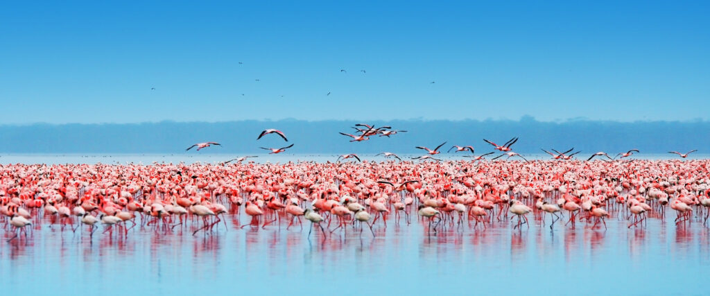 8 Days Aberdare, Samburu, Ol Pejeta, Lake Nakuru & Maasai Mara Safari | Kenya Wildlife Adventure