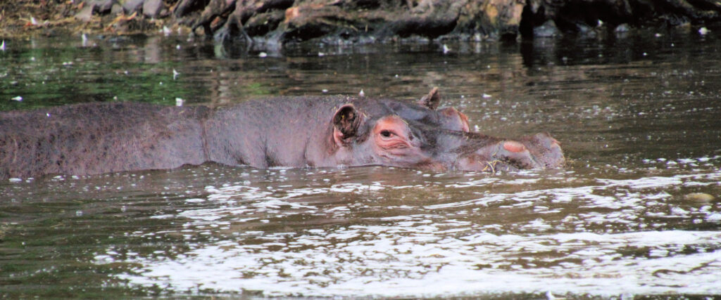 13 Days Kenya & Tanzania Grand Safari Adventure