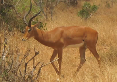 3 Days Tsavo East And West