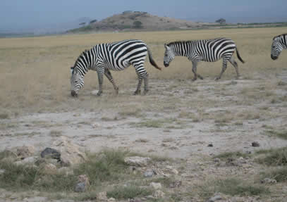 3-days-amboseli-national-park