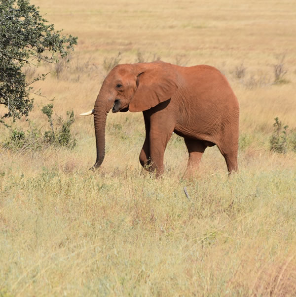 5 Days Amboseli, Tsavo West And Tsavo East