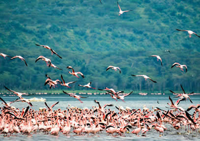 4 Days Lake Nakuru National Park and Masai Mara Game Reserve