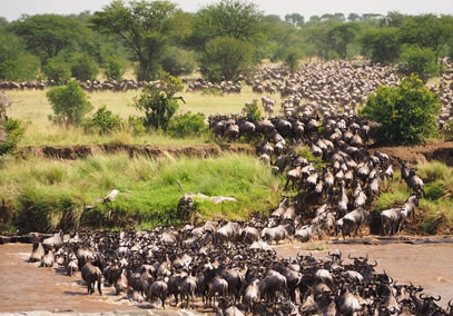 3-days-maasai-mara-kenya-safari-package