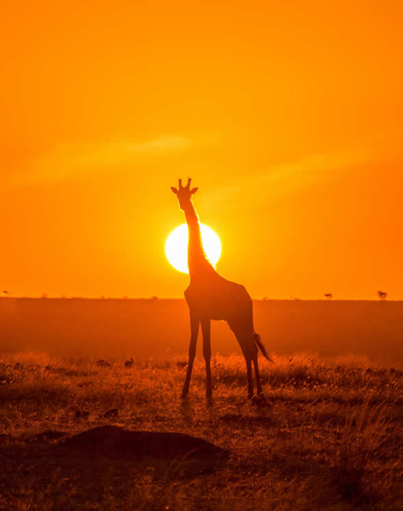 3 days best of kenia and tanzania safari experience_4