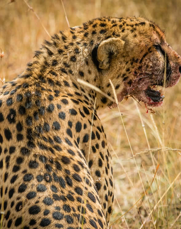 3 days best of kenia and tanzania safari experience_5