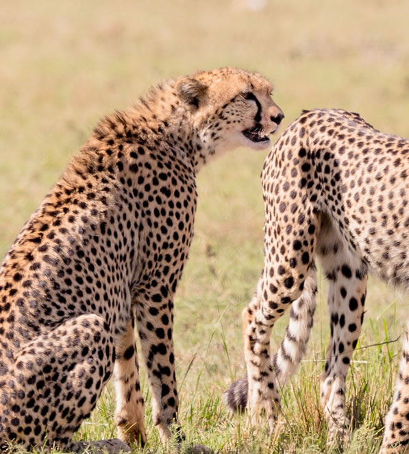 4 Days Lake Nakuru National Park and Masai Mara Game Reserve