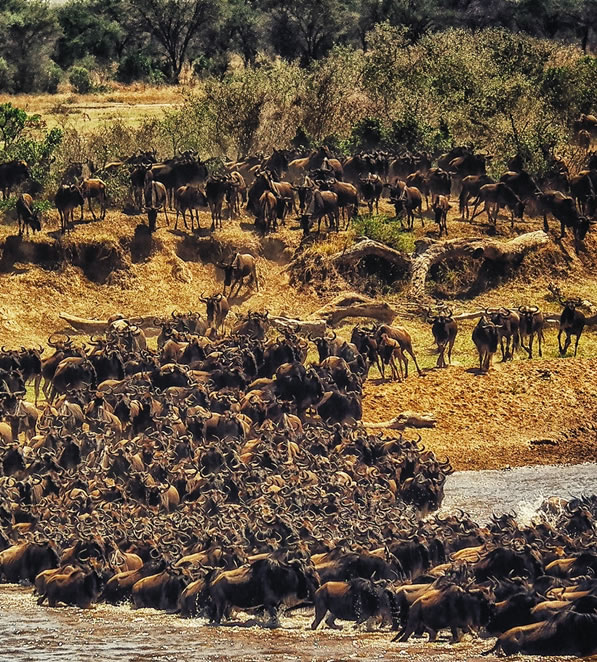 4 Days Lake Nakuru National Park and Masai Mara Game Reserve_3