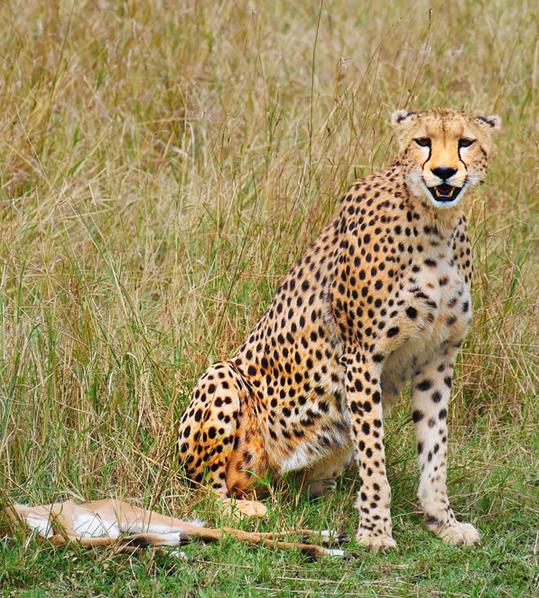 4 Days Lake Nakuru National Park and Masai Mara Game Reserve_4