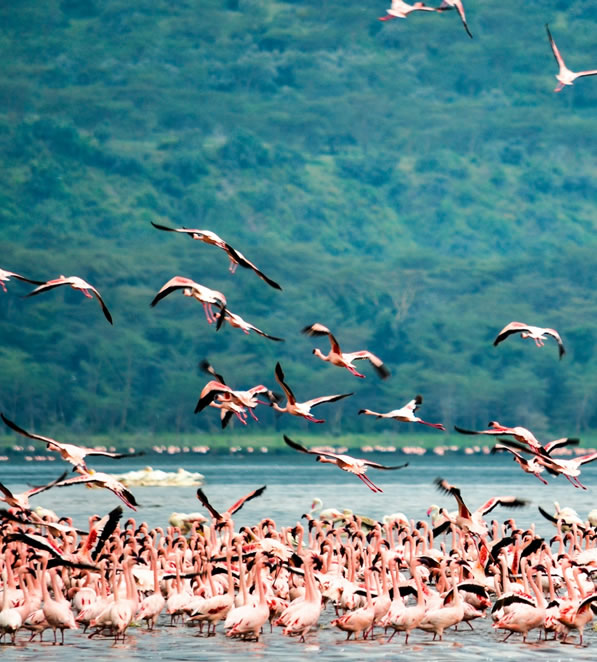 4 Days Lake Nakuru National Park and Masai Mara Game Reserve_5