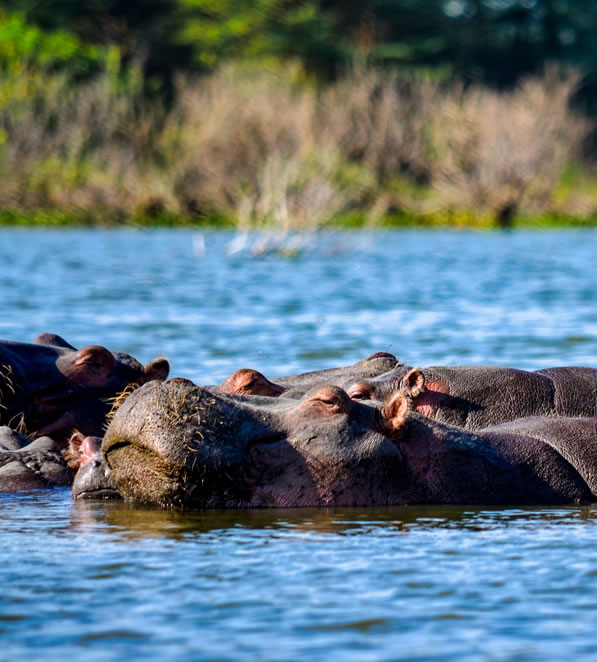 4 Days Lake Nakuru National Park and Masai Mara Game Reserve_6