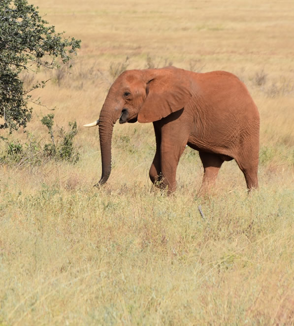 5 Days Amboseli Tsavo West And Tsavo East_4