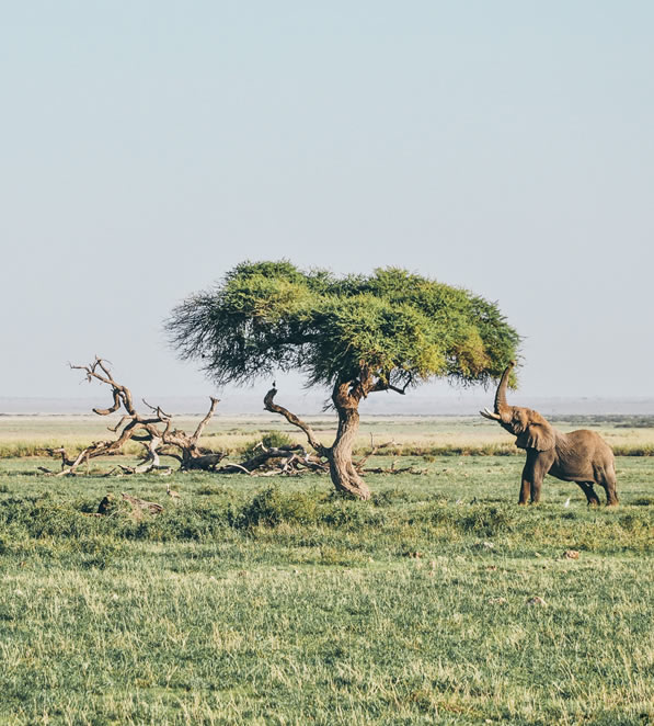 8 Days Amboseli_ Lake Nakuru_Lake Bogoria_Masai Mara and Lake Naivasha Safari