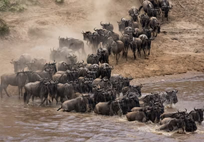 11 Days Wildbeest Migration & Beach Safari