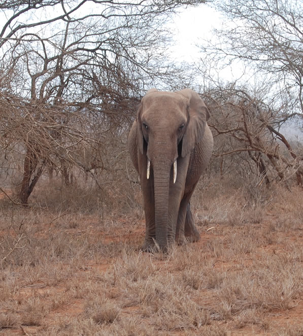 8 Days_Indian_Ocean _ Saltlick game sanctuary_