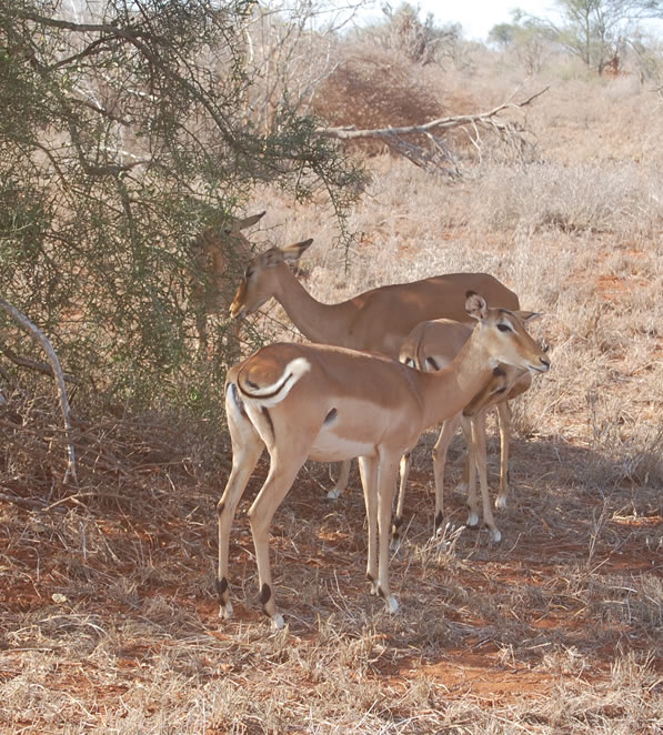 8 Days_Indian_Ocean _ Saltlick game sanctuary_1